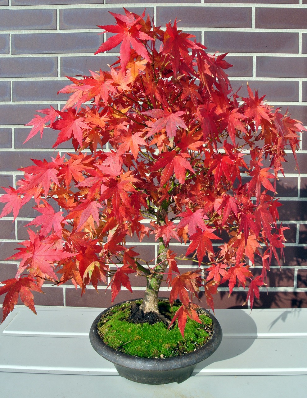 Image - bonsai maple fall foliage tree