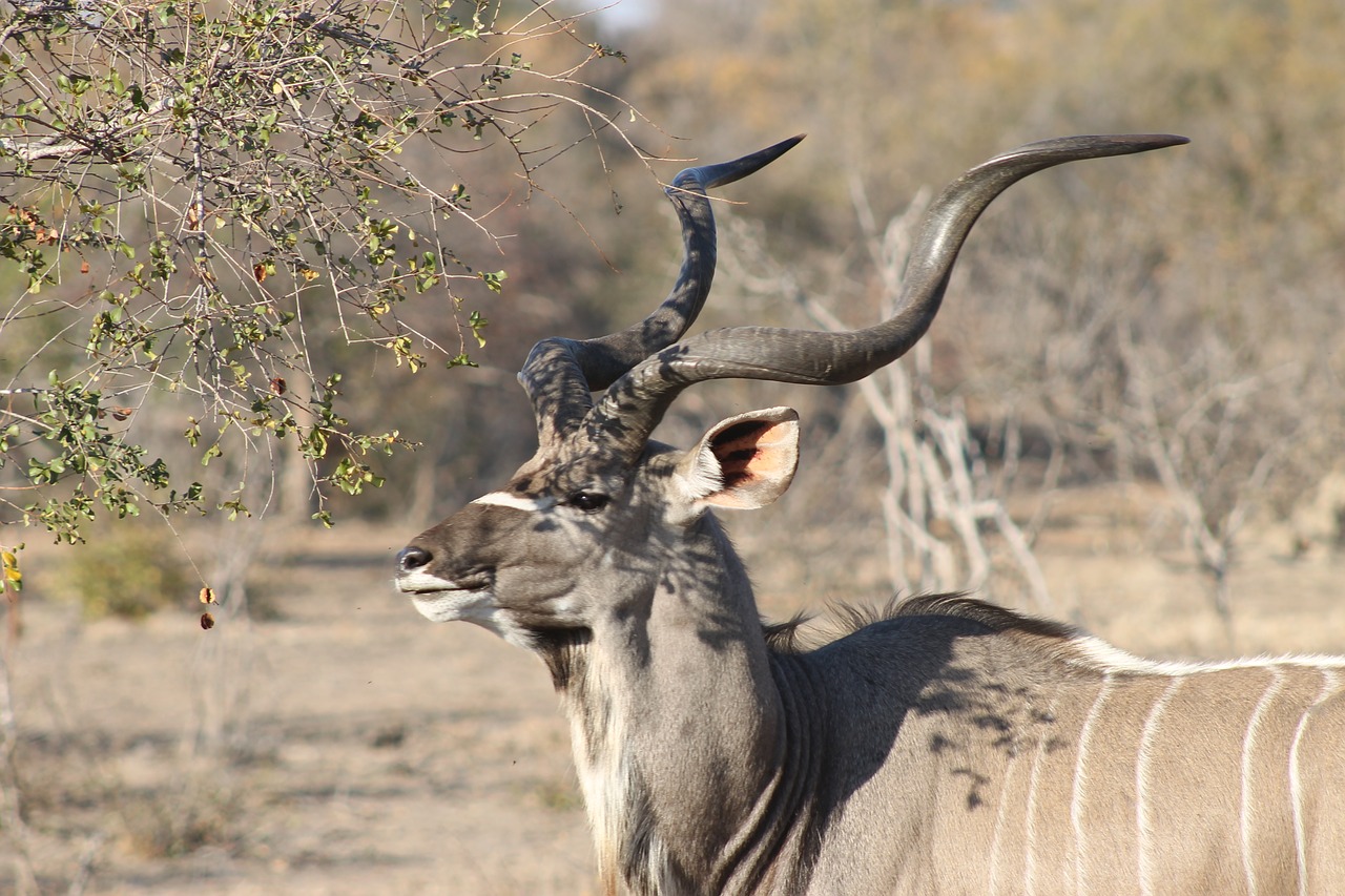 Image - africa safari kudu animal horns