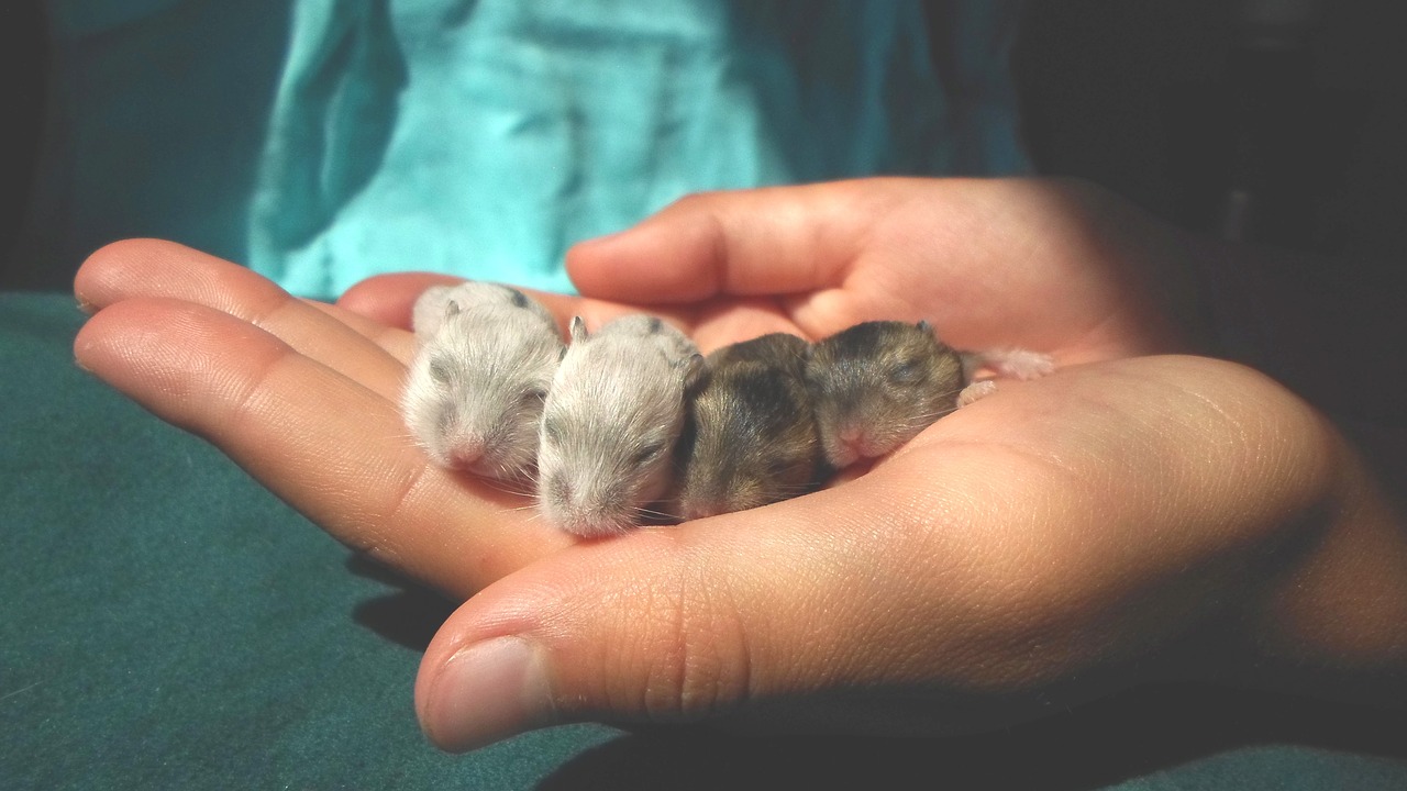 Image - hamster pups hamster hamster puppies