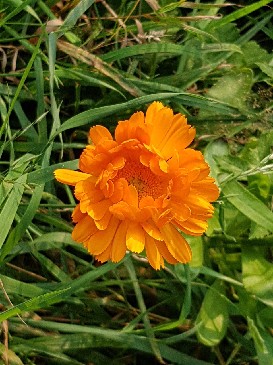 Image - marigold calendula meadow flower