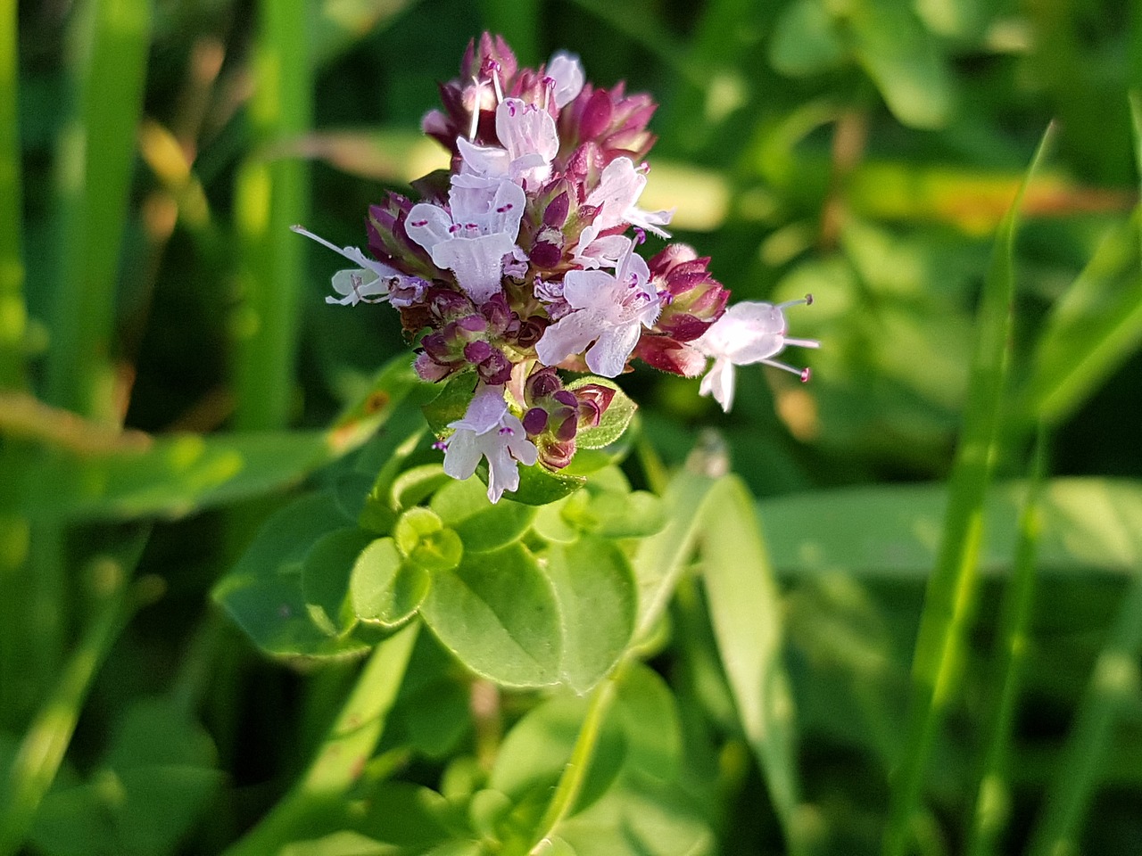 Image - dost origanum lamiaceae spice