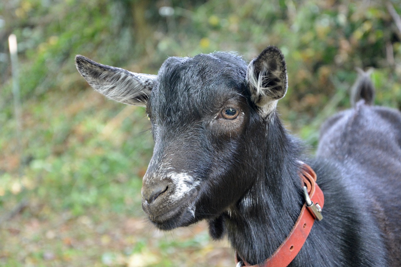 Image - goat small goat alpine black white