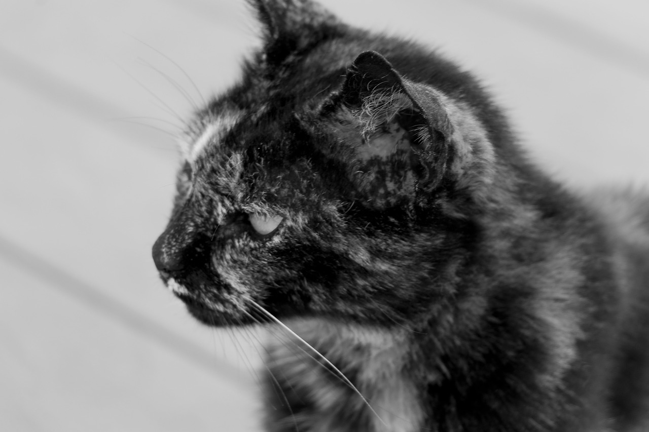Image - cat pet kitten animal futrzak