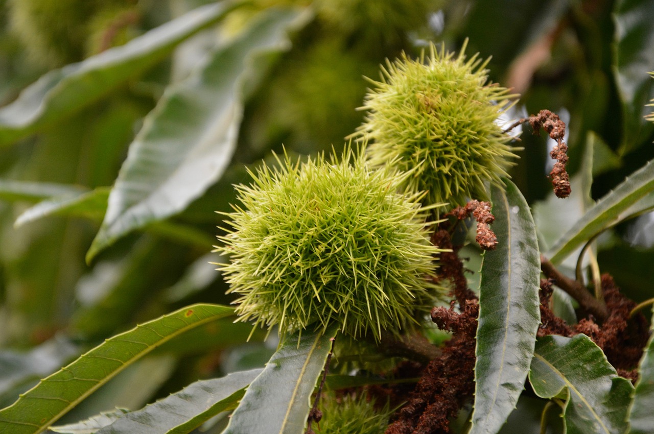 Image - bug thorny spice fruit chestnut