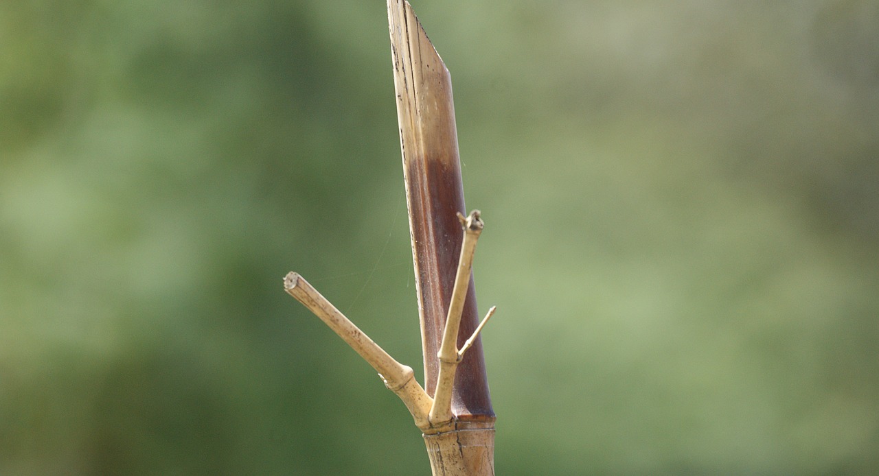 Image - image nature palo bamboo