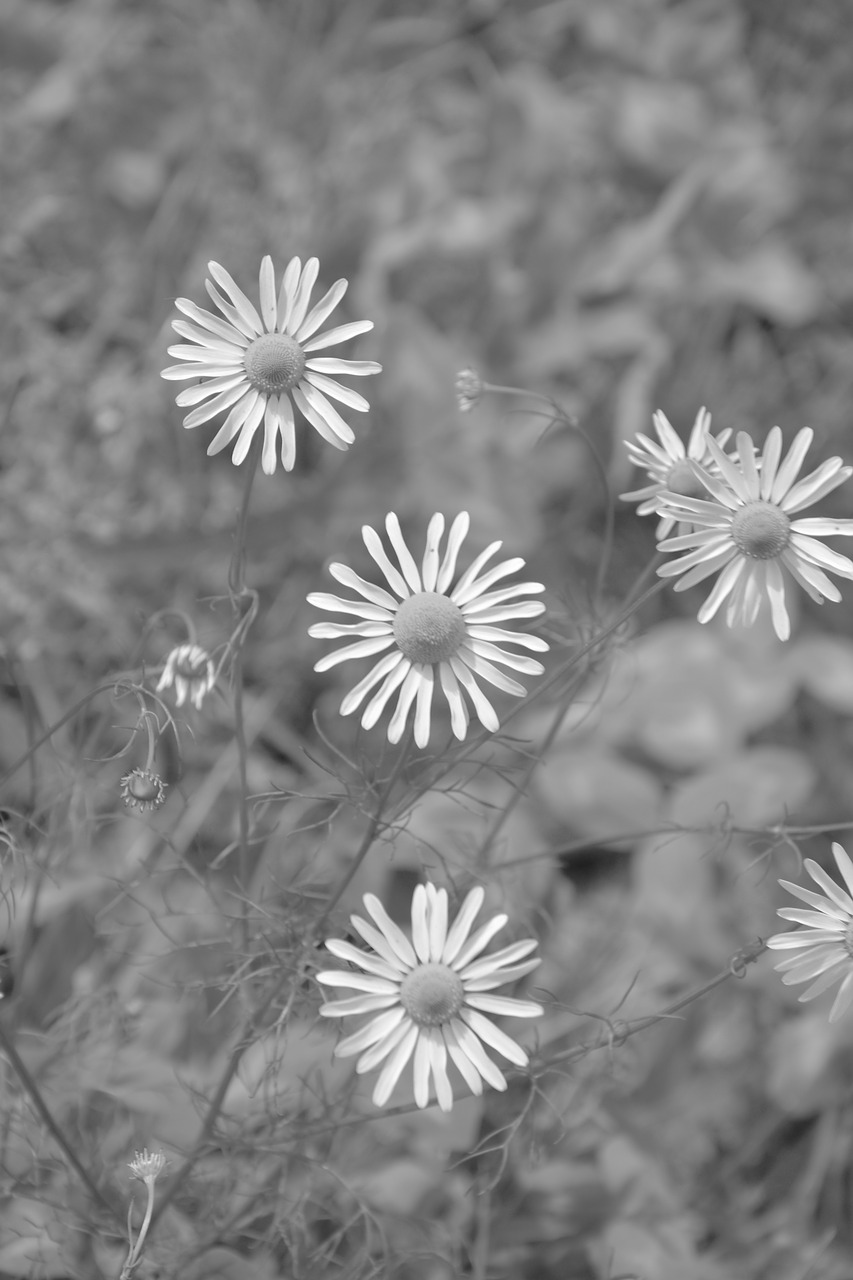 Image - daisies photo black white pre plant