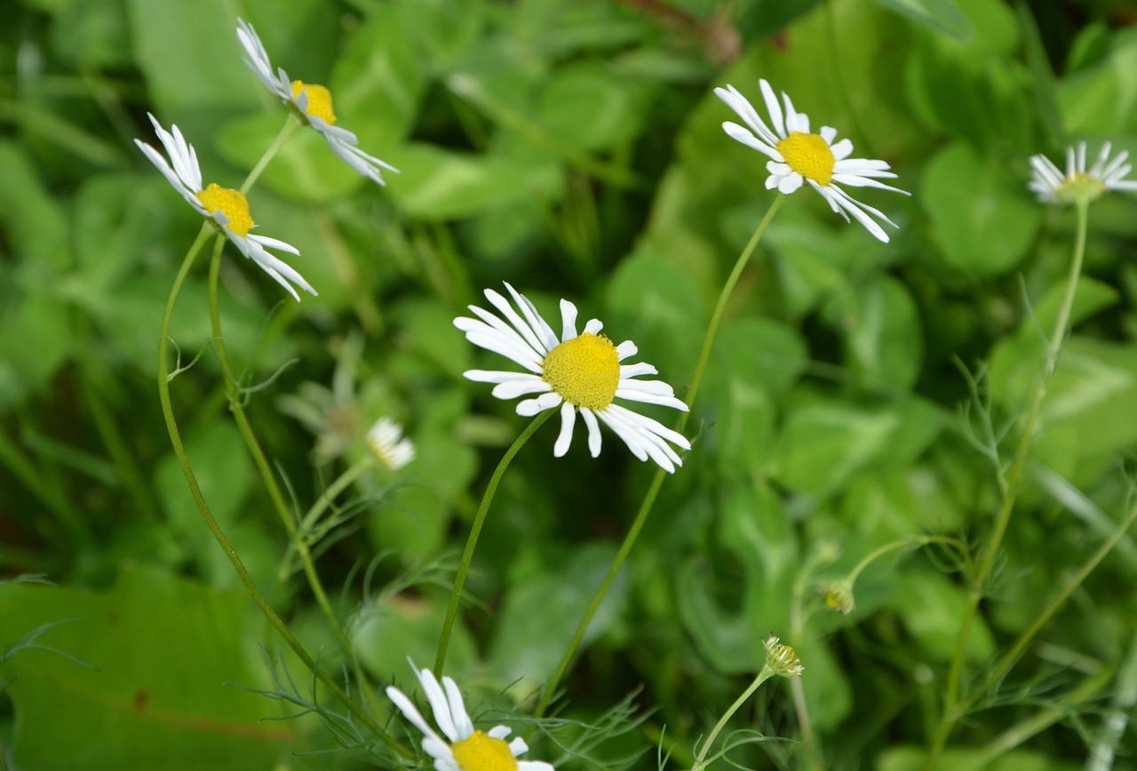 Image - white flowers daisies profile