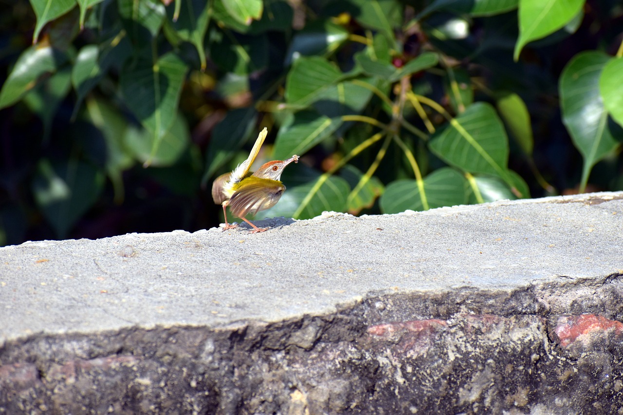 Image - sparrow small bird prey cute avian