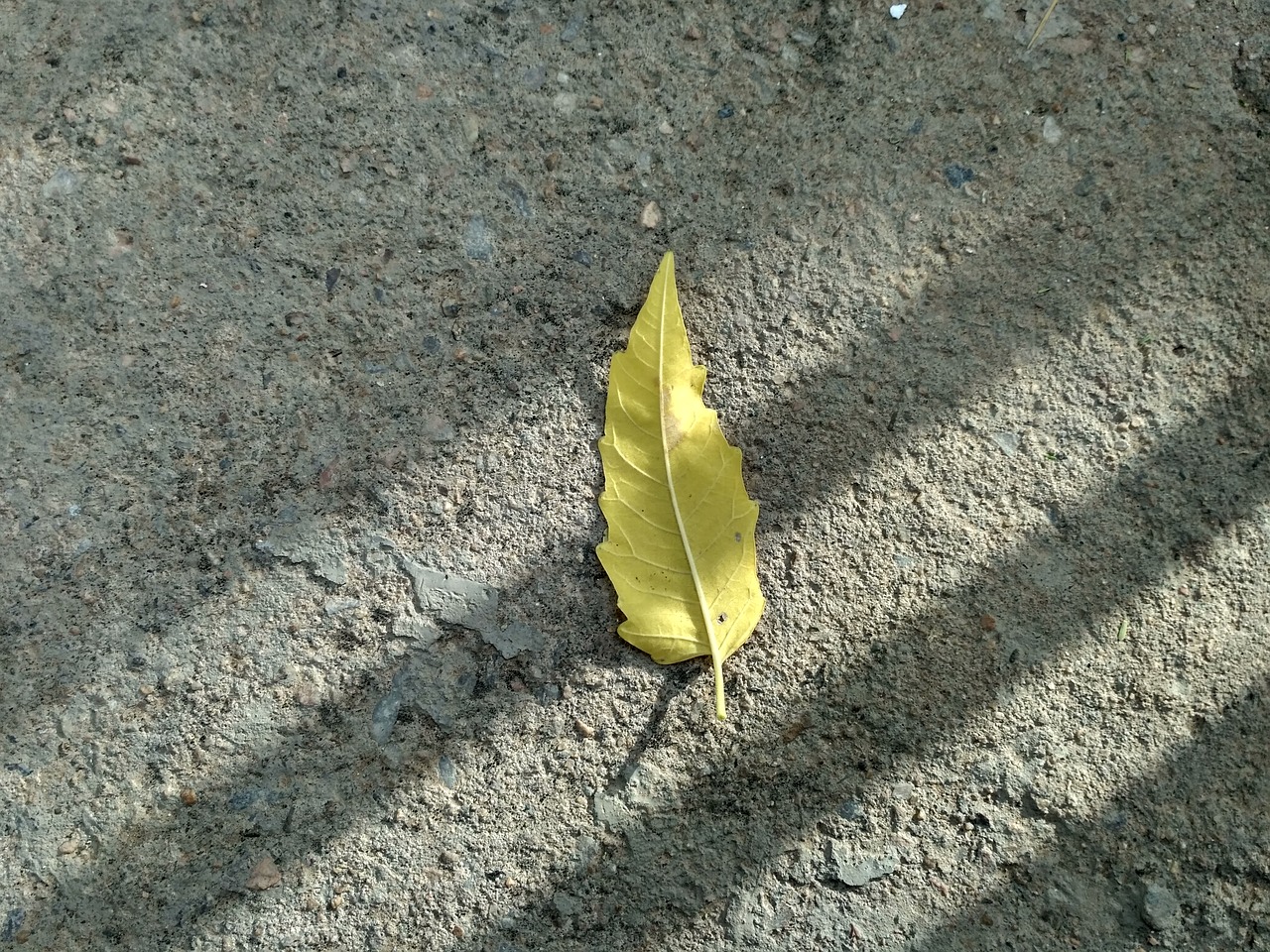 Image - tree green yellow nature leaf