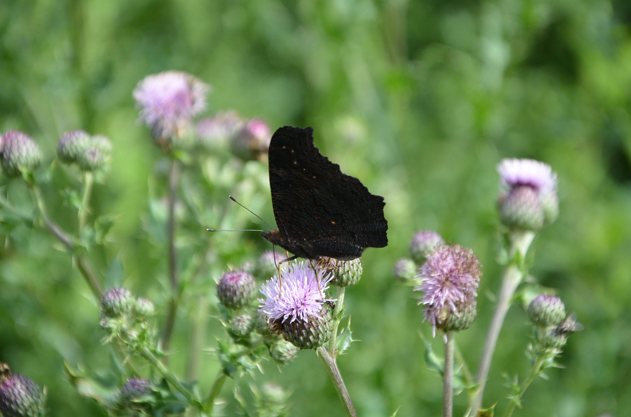 Image - insect butterfly wings closed