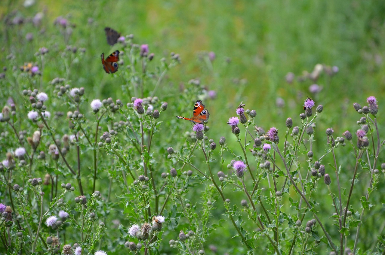 Image - prairie insects butterflies bees