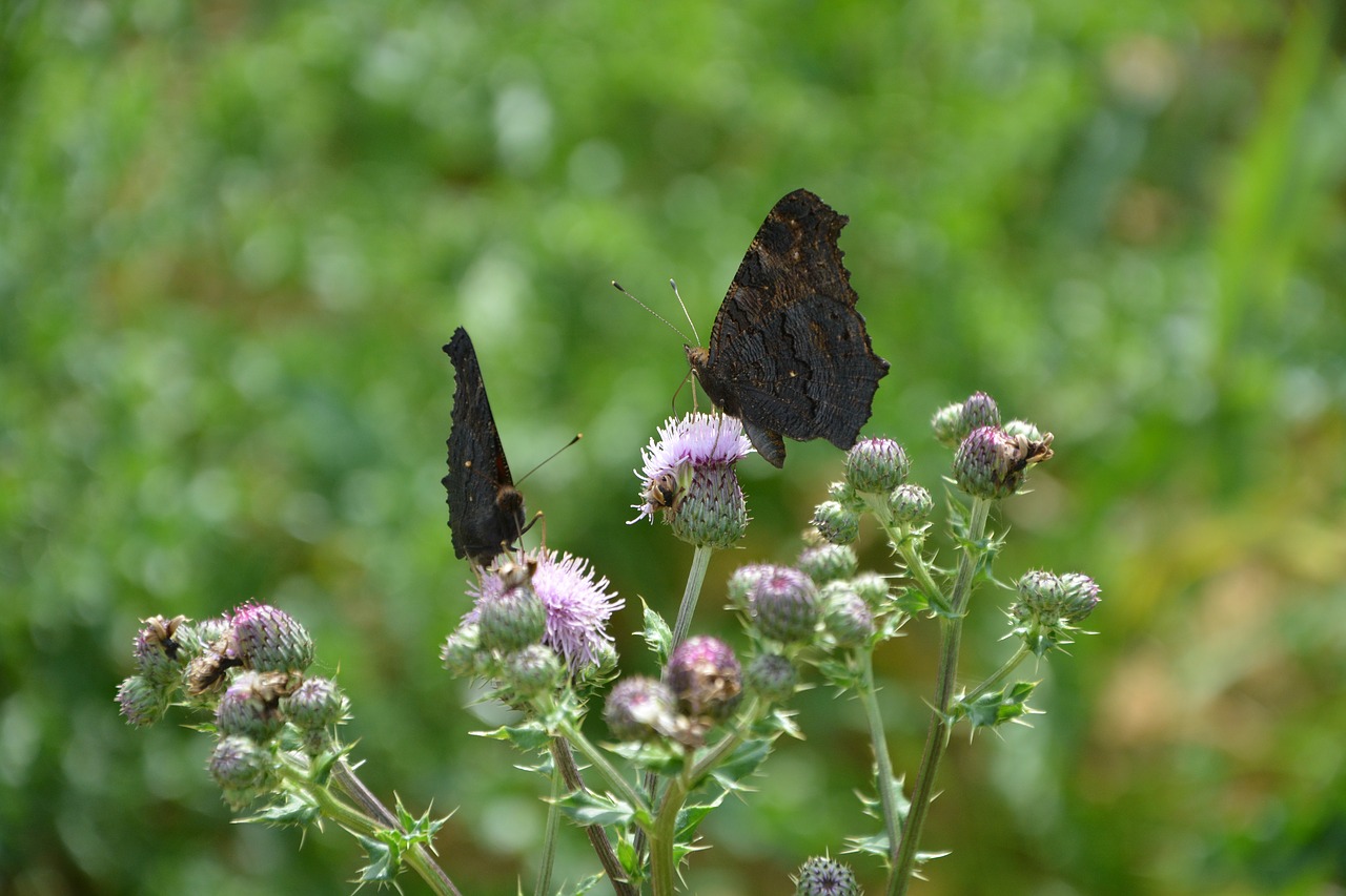 Image - flowers of thistles insects