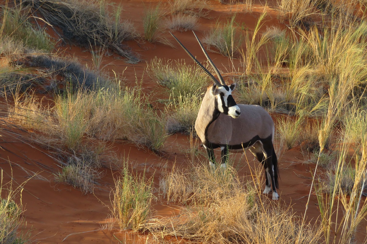 Image - oryx animal africa namibia dune