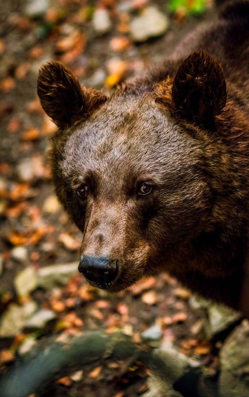 Image - black bear animal wildlife macro