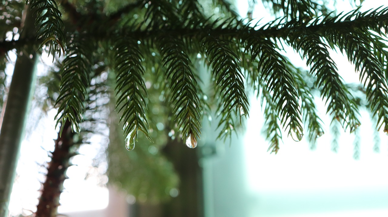 Image - pine tree sharp green water rain