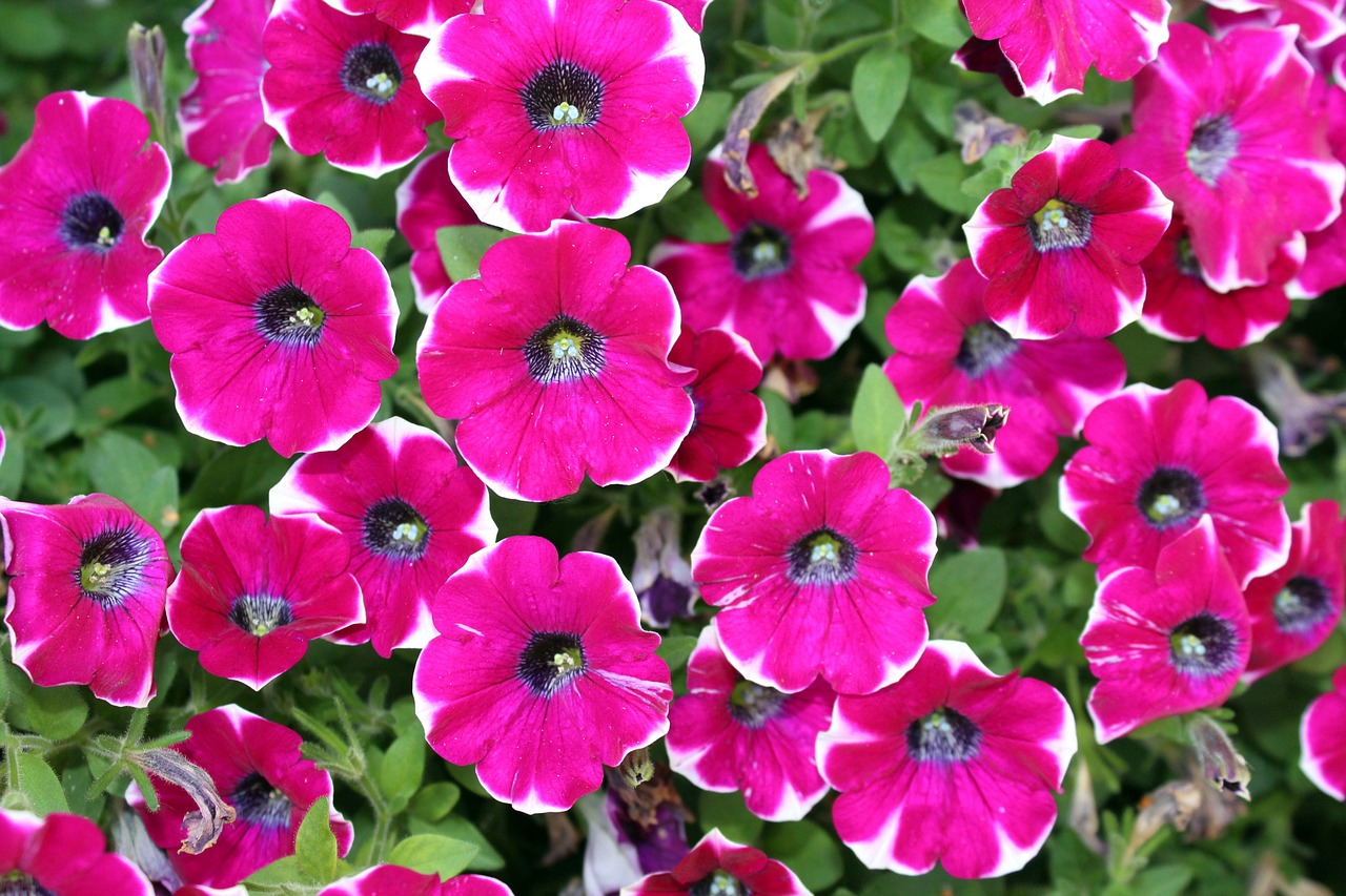 Image - petunias flowers plant garden