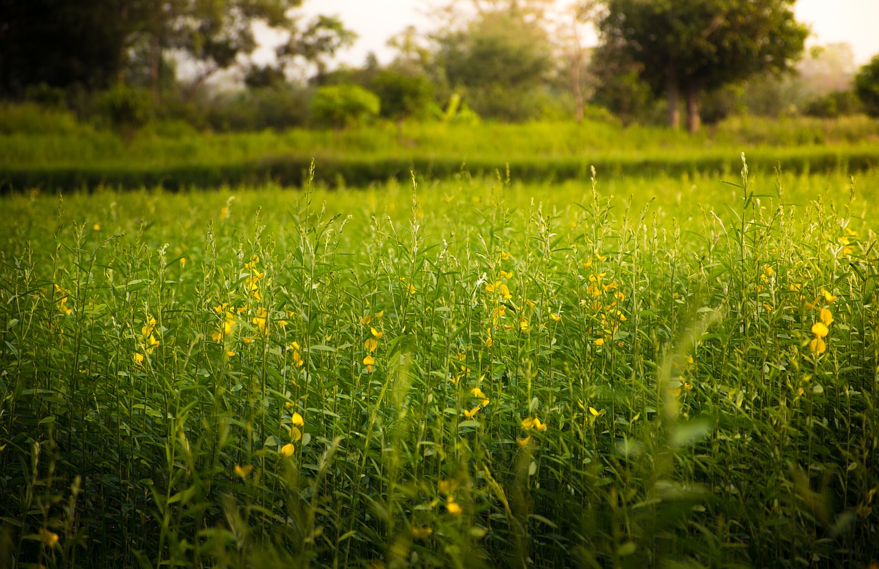 Image - rice flowers beauty nature summer