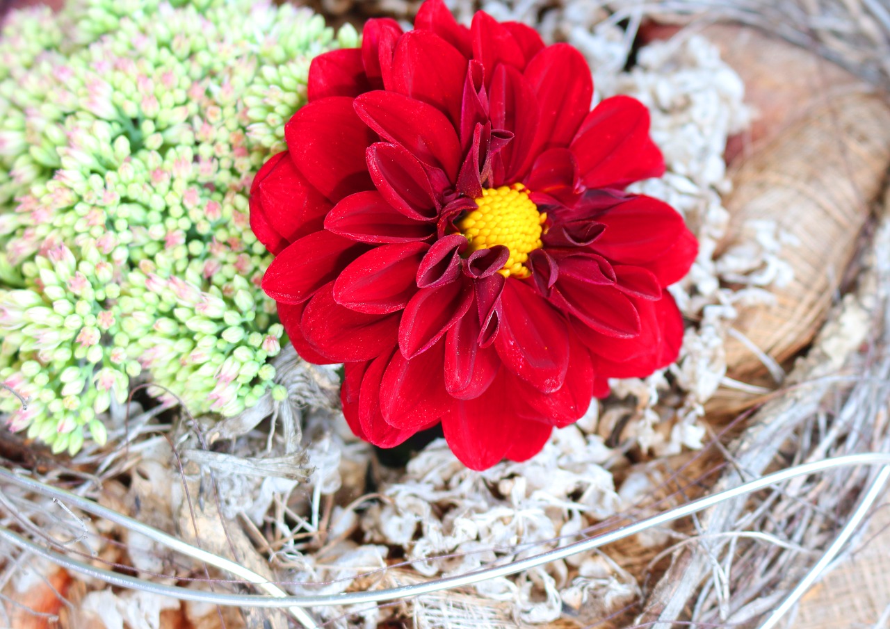 Image - dahlia bright large blooms red