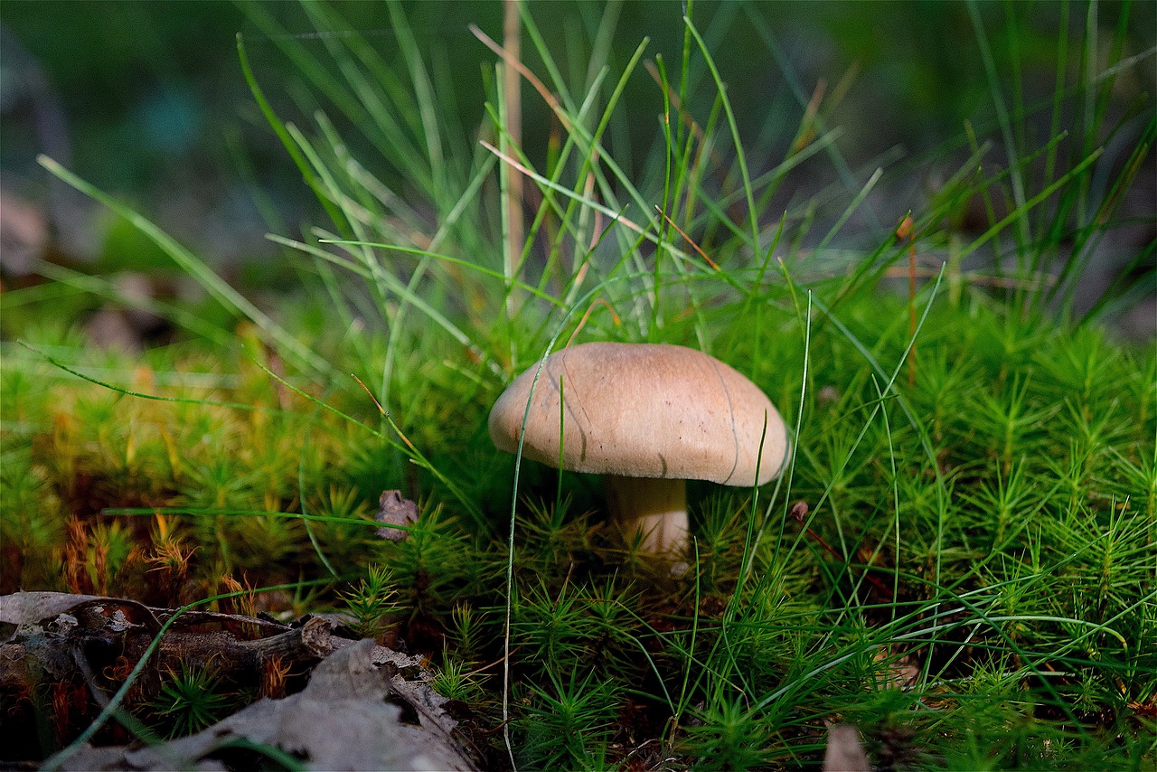 Image - mushroom grass forest floor