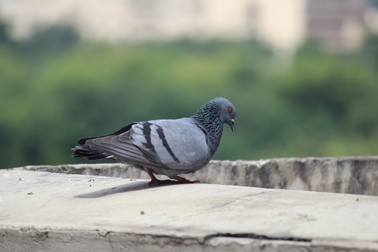 Image - pigeon columba livia flight