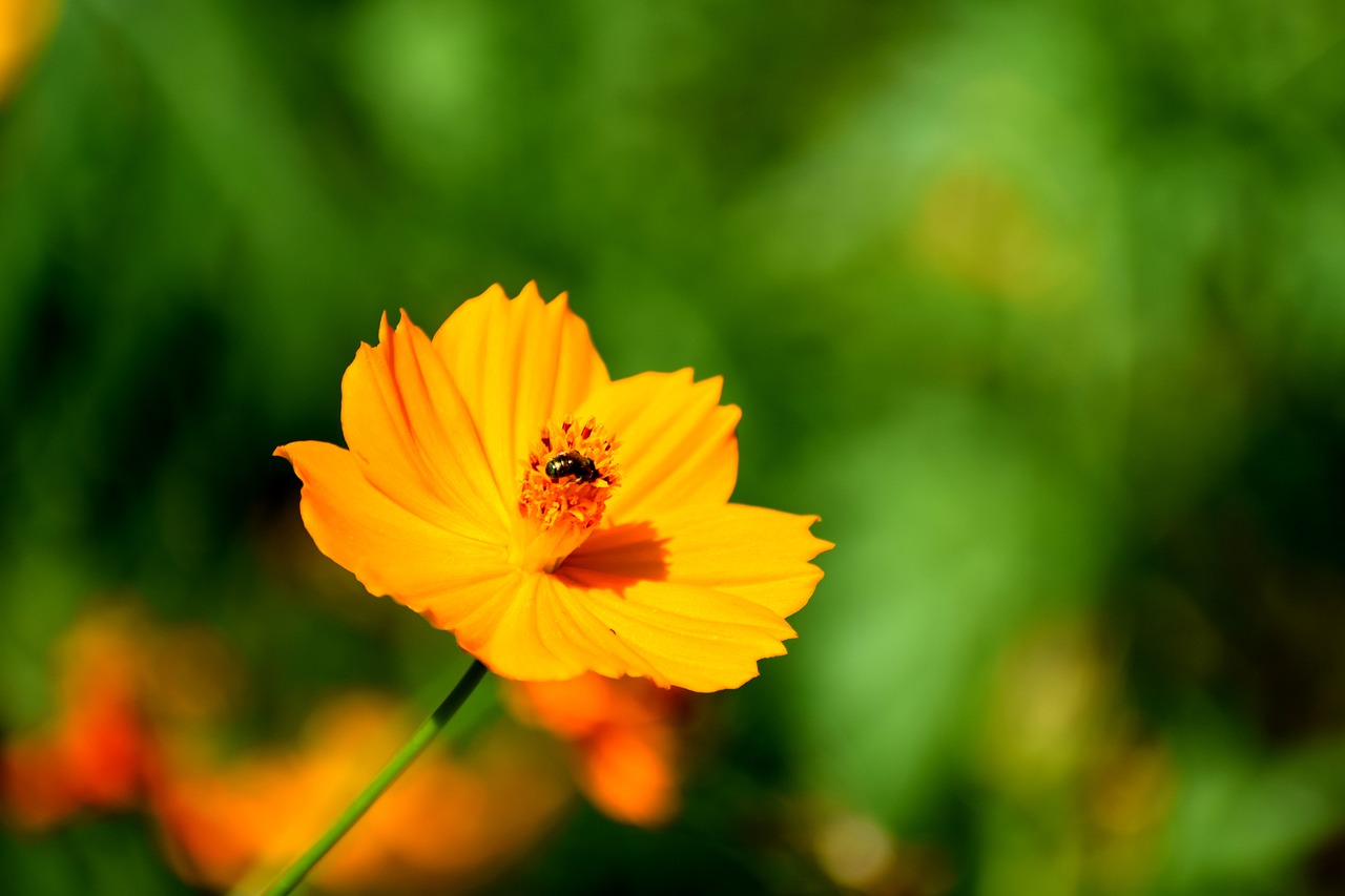 Image - nature grass wild flowers green