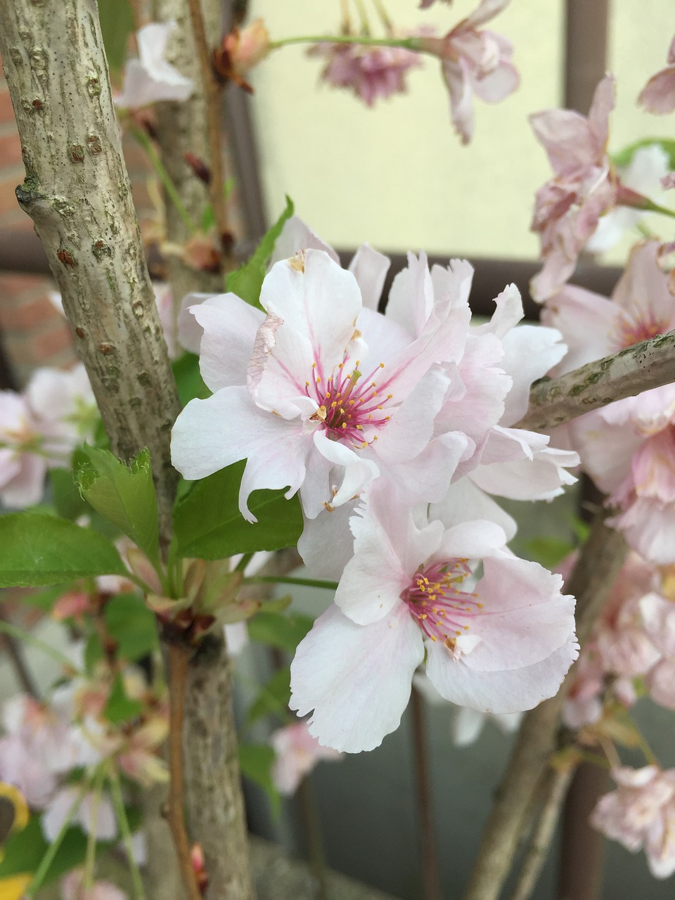 Image - sakura cherry blossom japan close