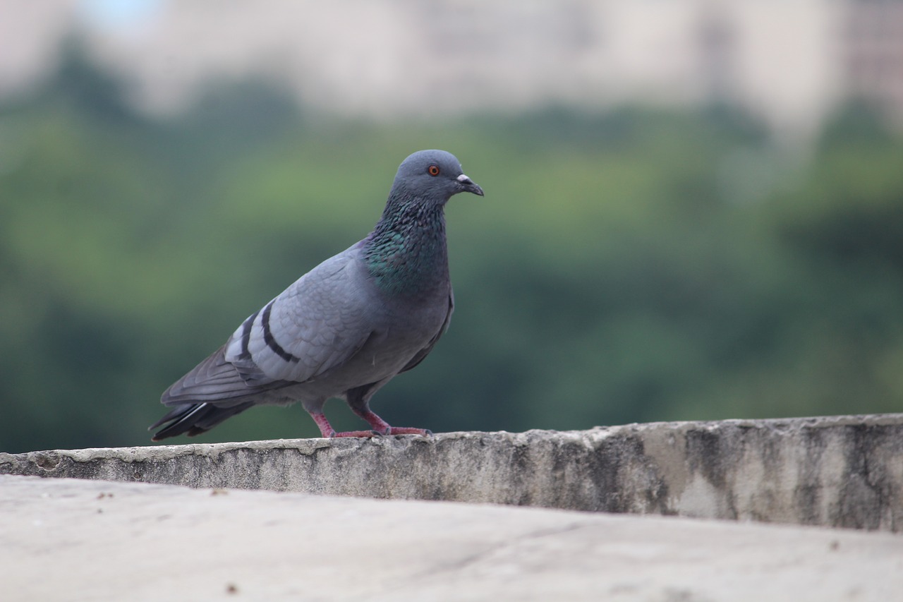 Image - pigeon bird columba usct ggsipu