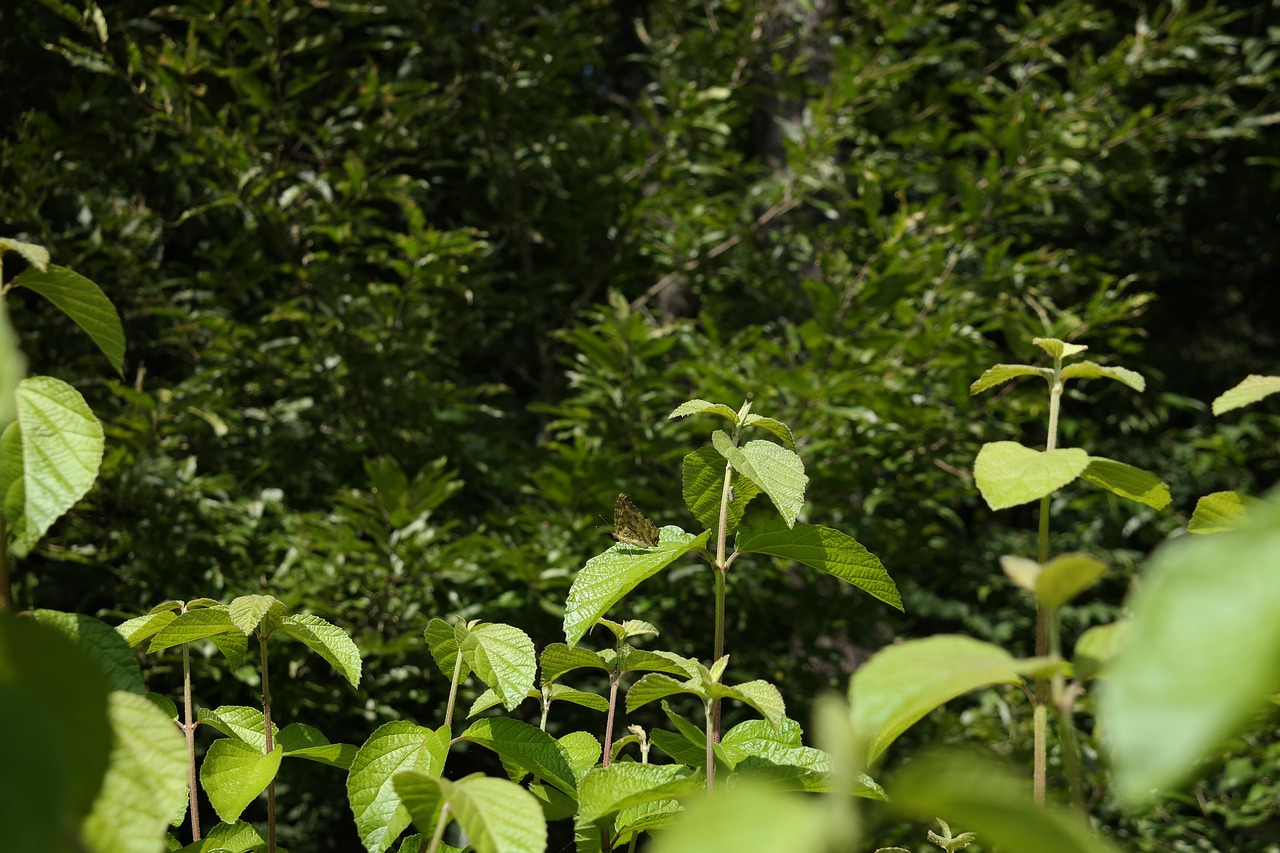 Image - butterfly greenness bush highlight