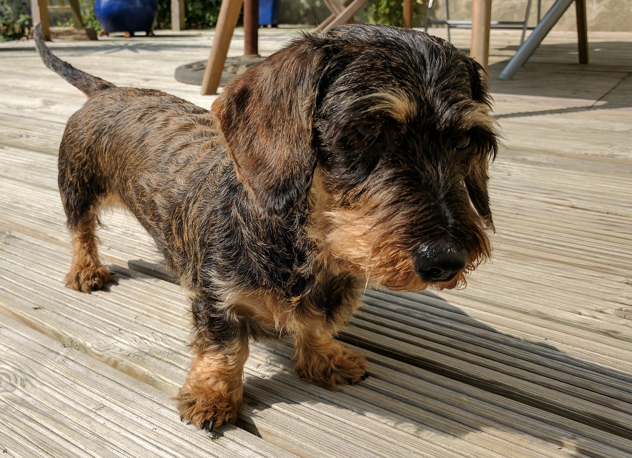 Image - dachshund dog breed canine brown