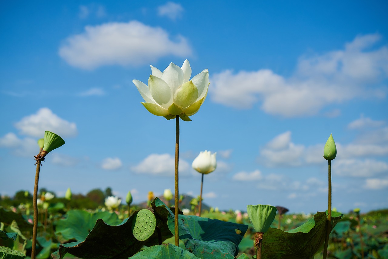 Image - lotus flower beauty spring macro