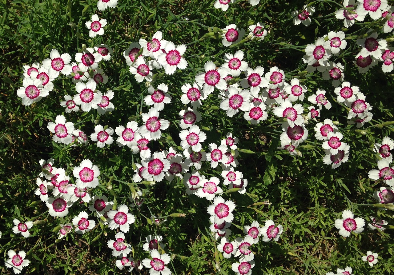 Image - sweet william dianthus barbatus pink