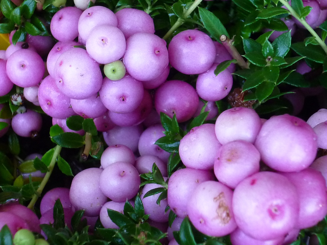 Image - fruits white purple schöner sight