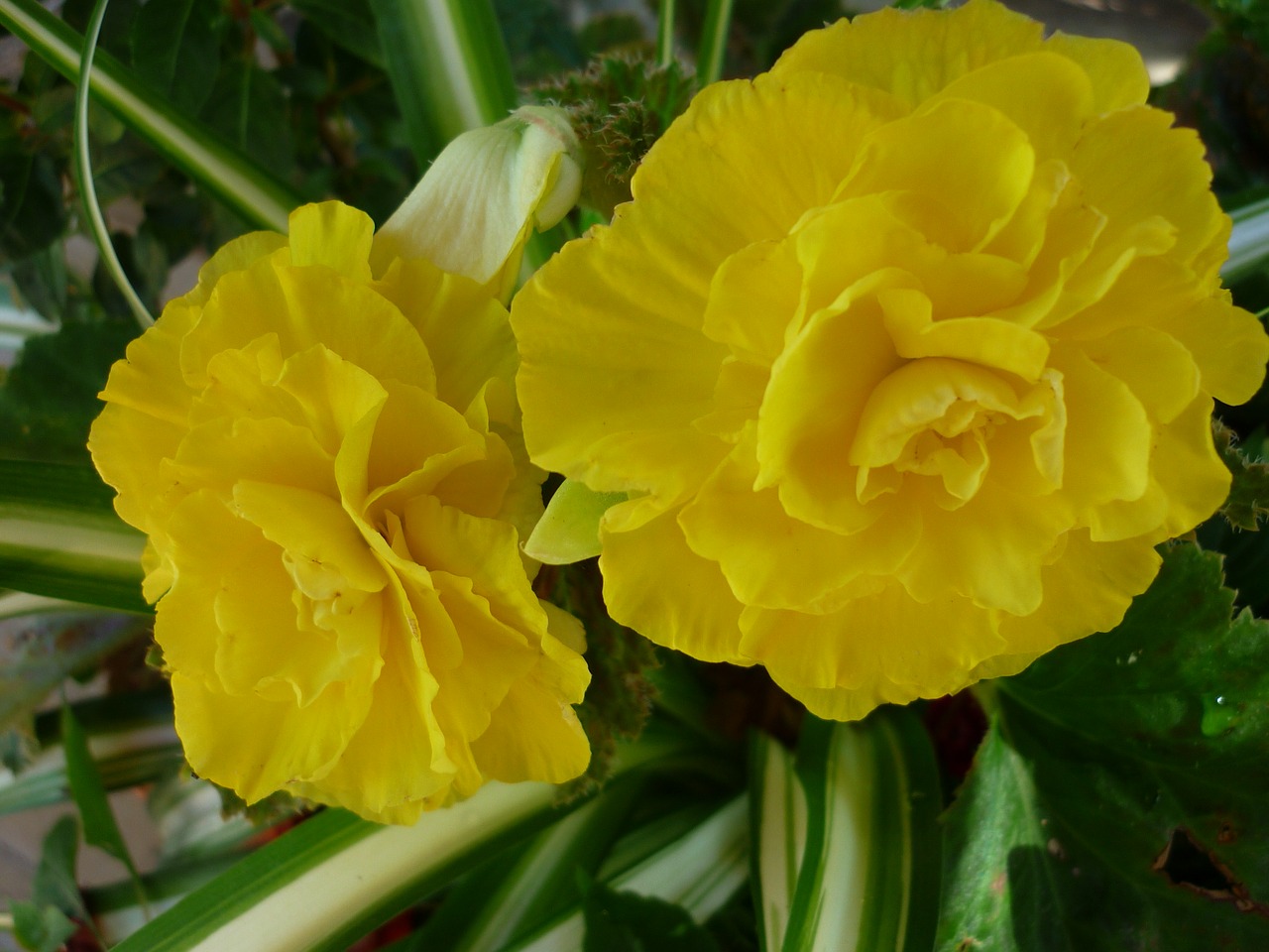 Image - begonia flower yellow flowers