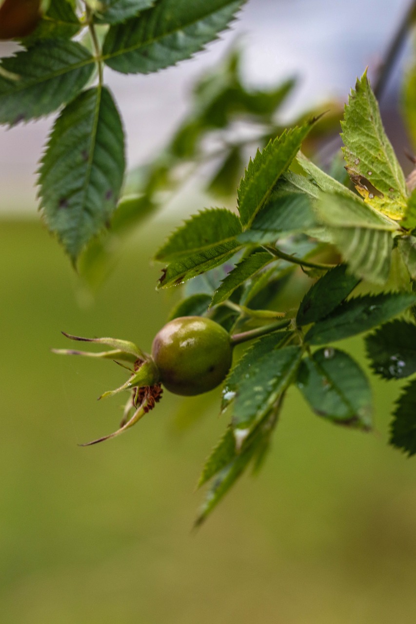 Image - rose hip nypetorn plant nature