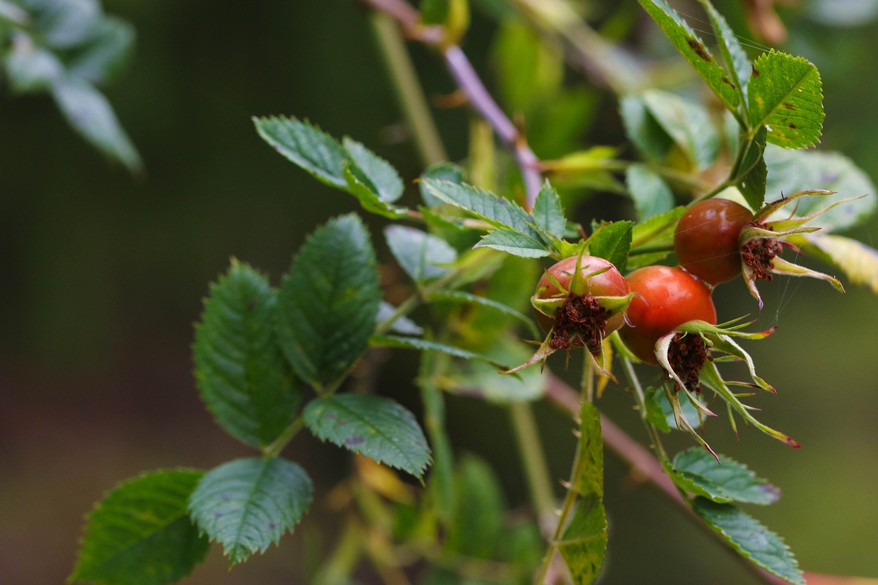 Image - rose hip nypetorn plant nature