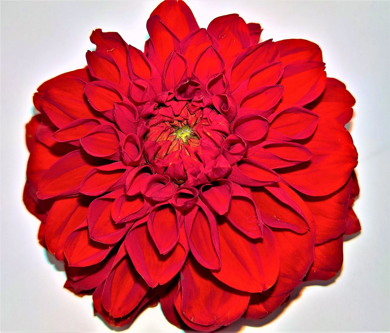 Image - flower dahlia flower garden