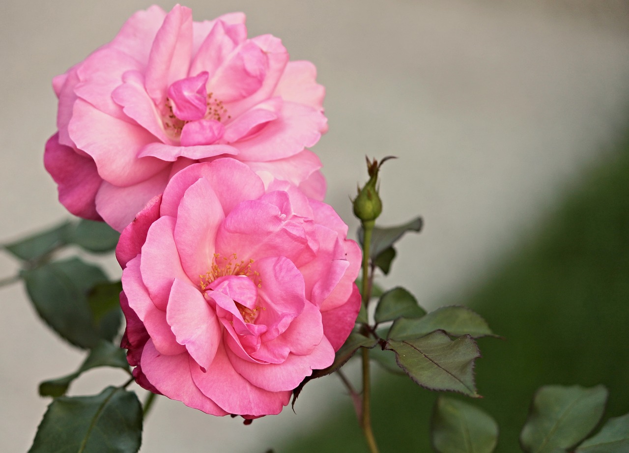 Image - heck roses pink corymbifera