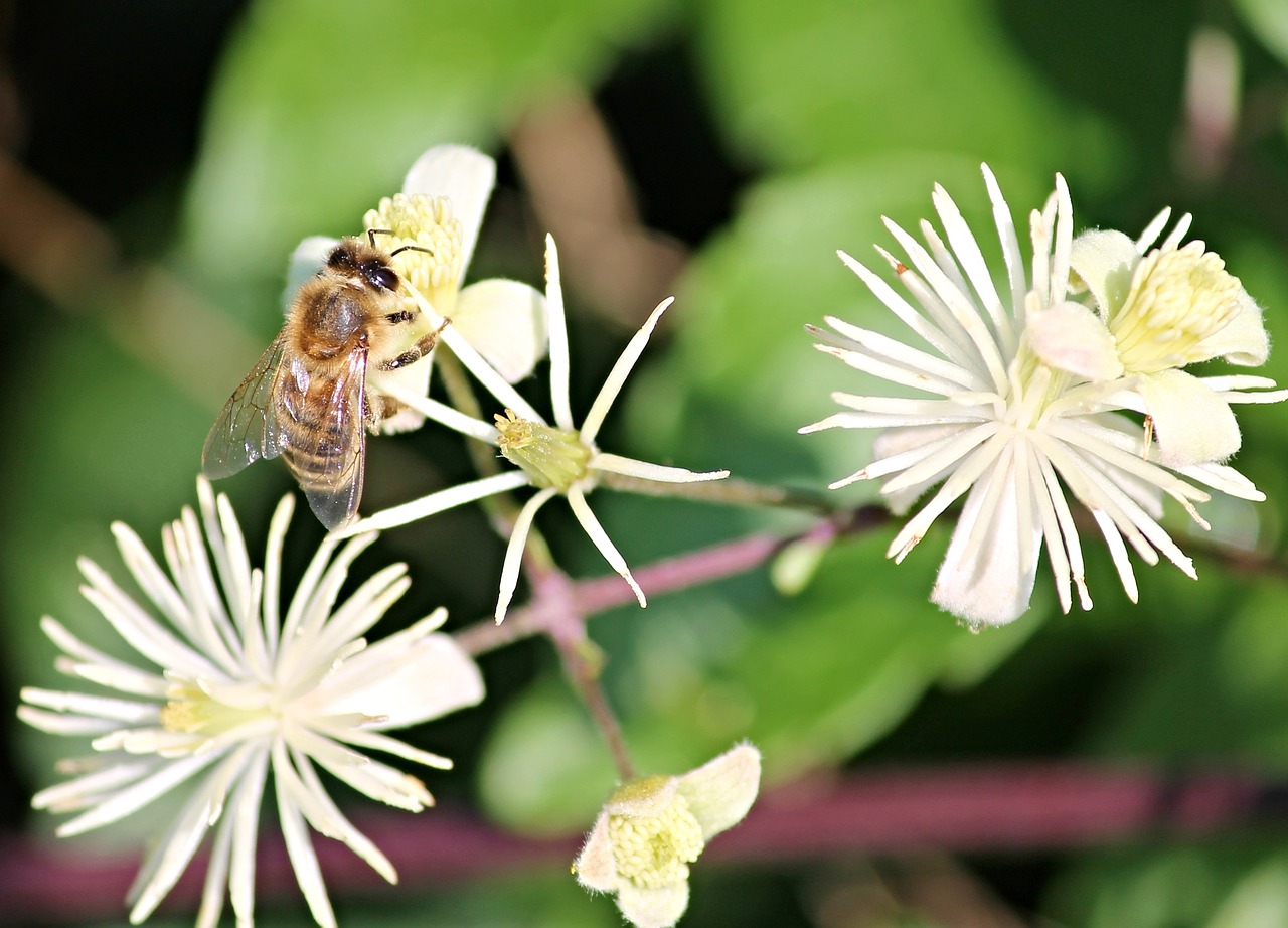 Image - bee insect close blossom bloom