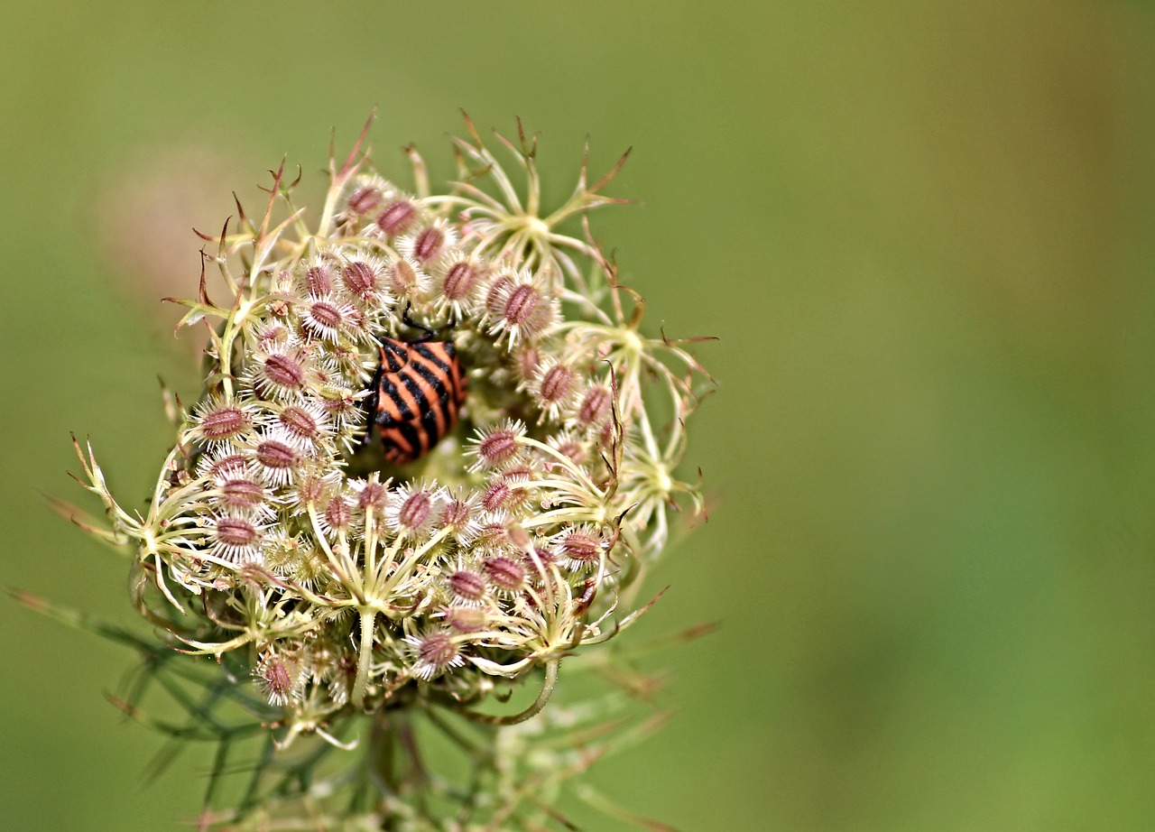 Image - bug strip bug graphosoma lineatum