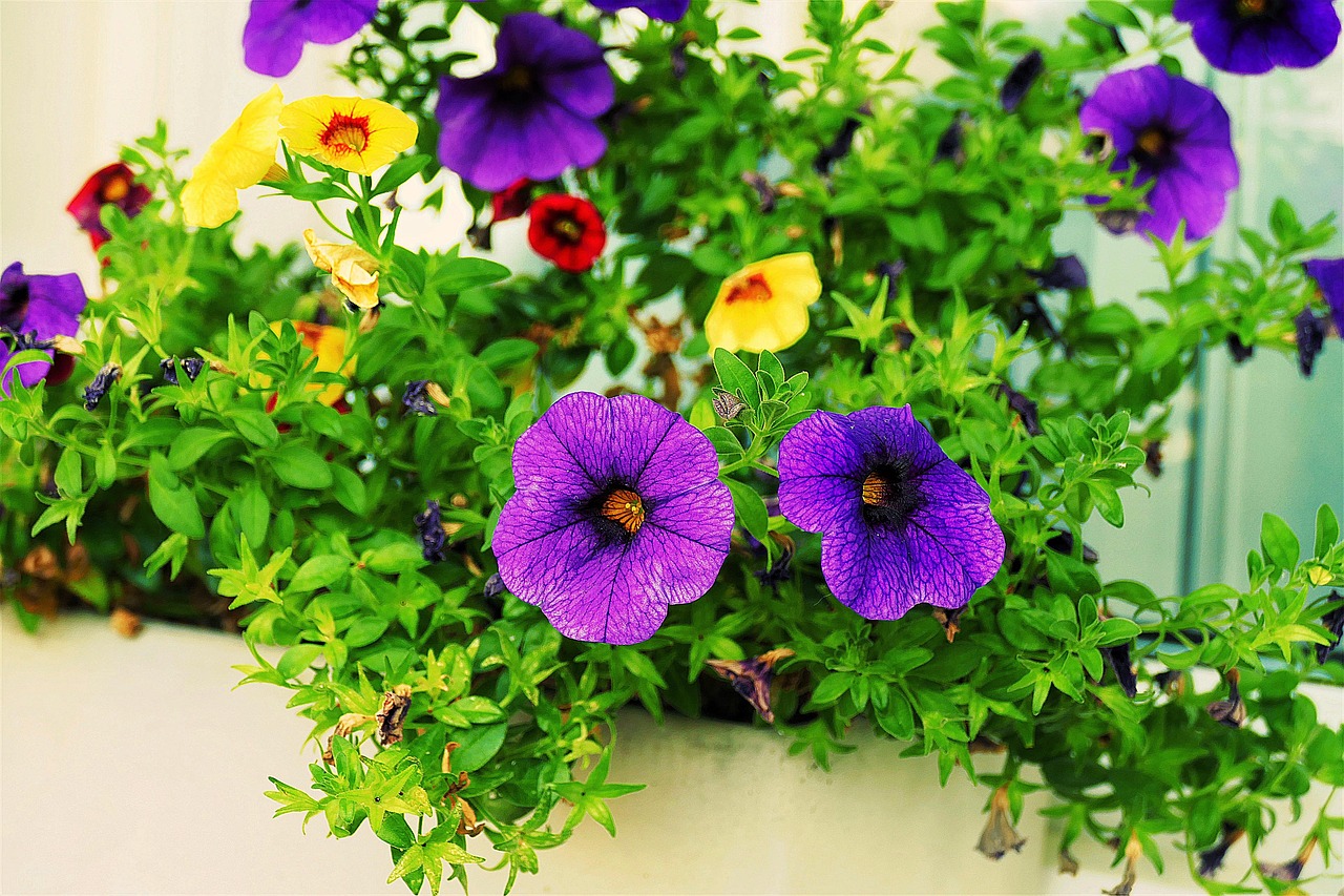 Image - flower zauberglockchen balcony plant