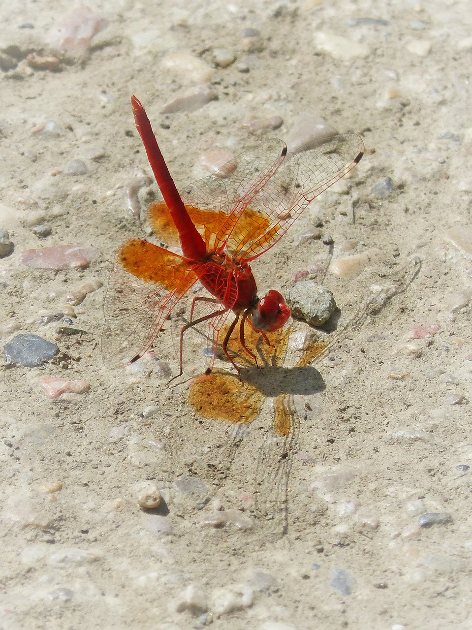 Image - red dragonfly trithemis kirbyi