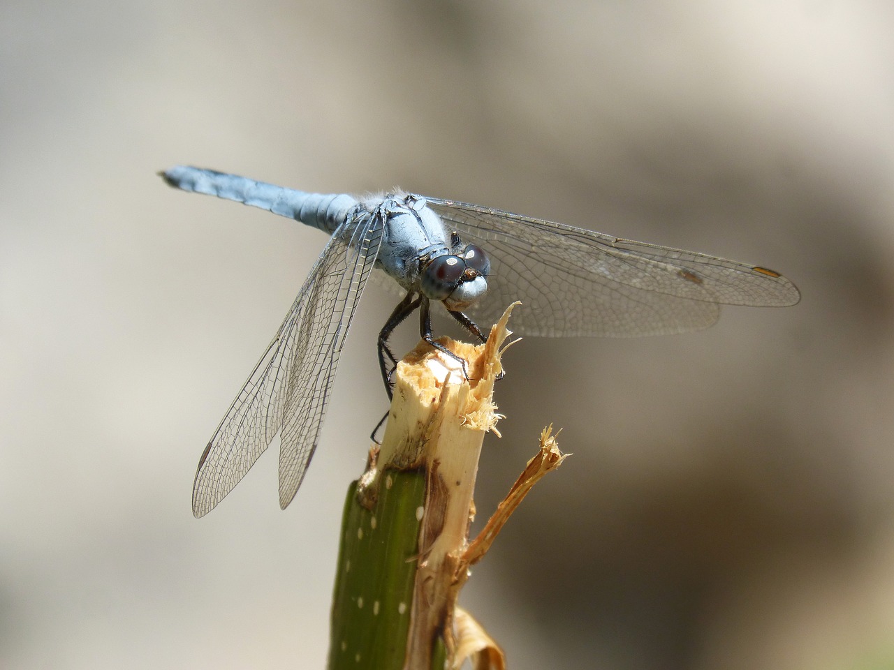 Image - blue dragonfly branch wetland