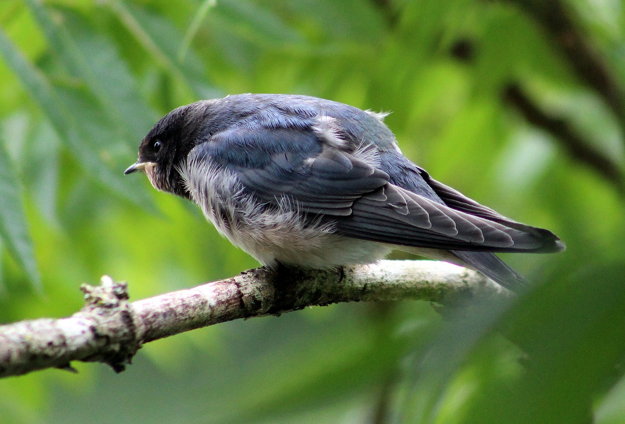 Image - house martin bird animal