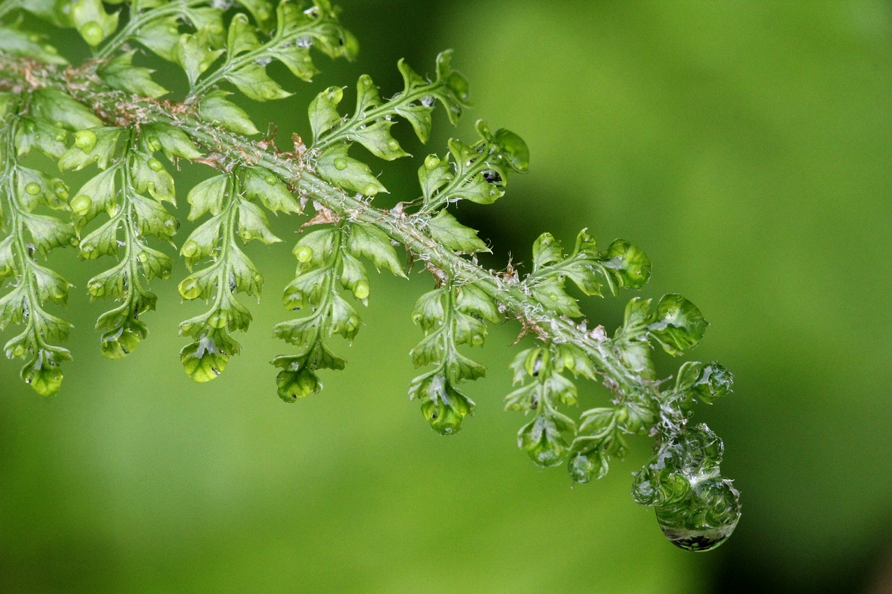 Image - fern raindrop green nature wet