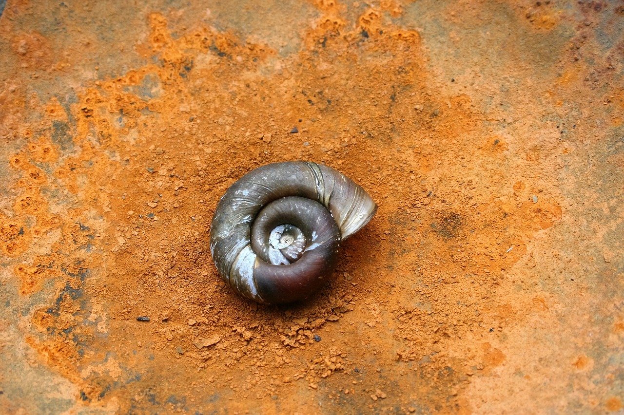 Image - insect nature snail