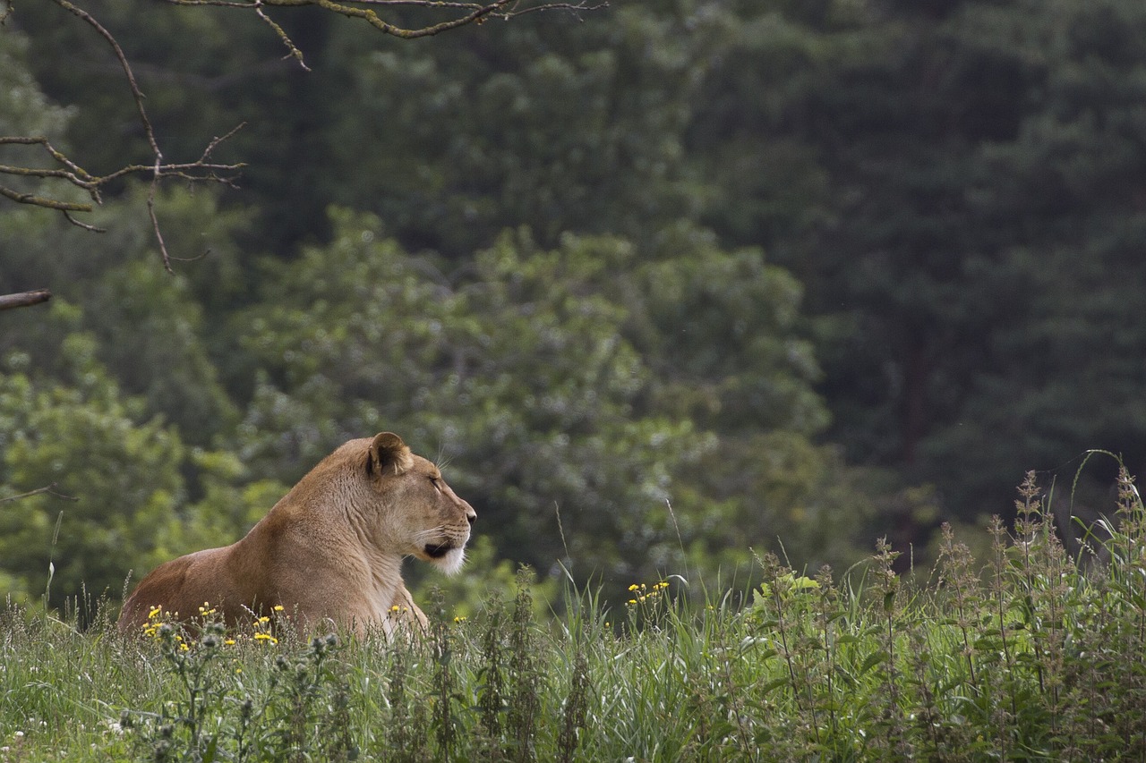 Image - lioness wildlife park cat carnivore