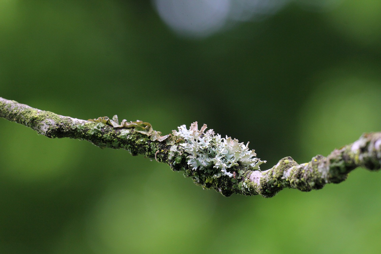 Image - weave branch green nature moss