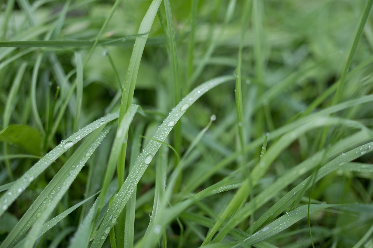 Image - grass wet cold green drip