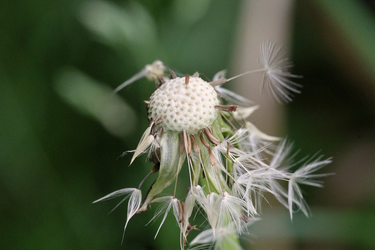 Image - dandelion wet green rain