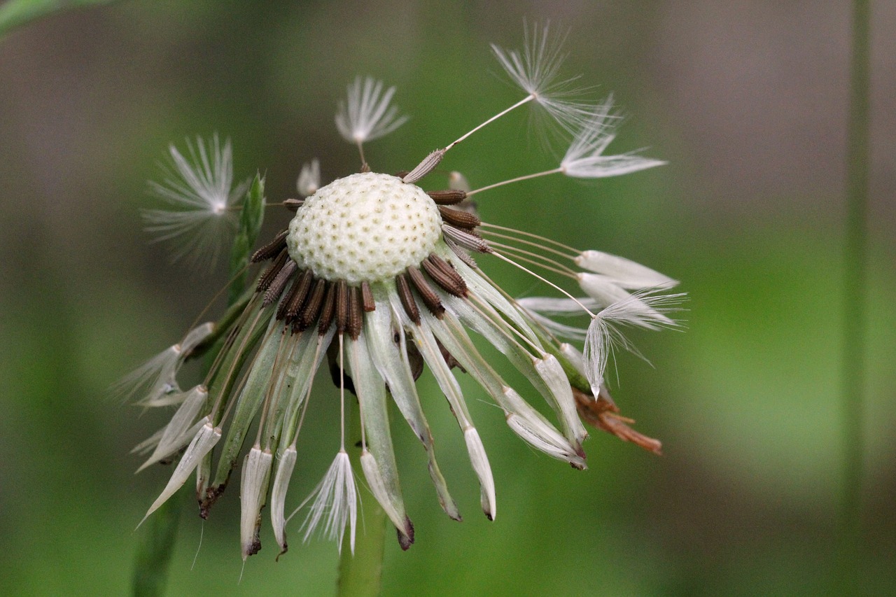 Image - dandelion wet green nature rain